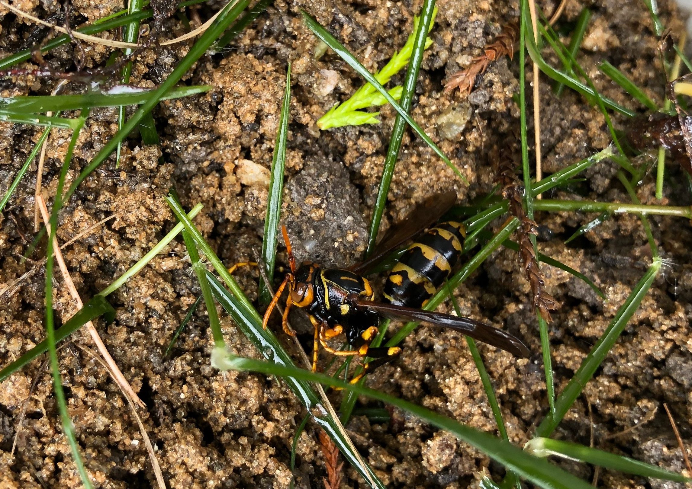 蜂の巣 40センチぐらい Amazon | Neiang ハチの巣ガード 防水 3個セット 蜂の巣 ダミー